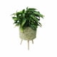 thumbnail image 1 of Macetero de Pastos Marinos (S), 1 of 6