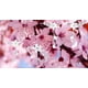 thumbnail image 2 of Conjunto Set Plata 925 Flor Cerezo Cherry Blossom Joya Amor plateado Talla única, 2 of 10