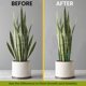 thumbnail image 5 of Estacas de soporte para plantas K-Brands Tall para interiores y exteriores, paquete de 6, 5 of 7