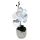 thumbnail image 2 of Orquidea pequena, 2 of 7