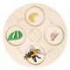 thumbnail image 2 of Tablero De Ciclo De Crecimiento De Vida Montessori Temprano # Educativo Para Ni?os En Edad Preescolar Abeja, 2 of 5