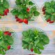 thumbnail image 5 of Soporte para plantas de fresa Iceyyyy, paquete de 10, tamaño grande, 5 of 6