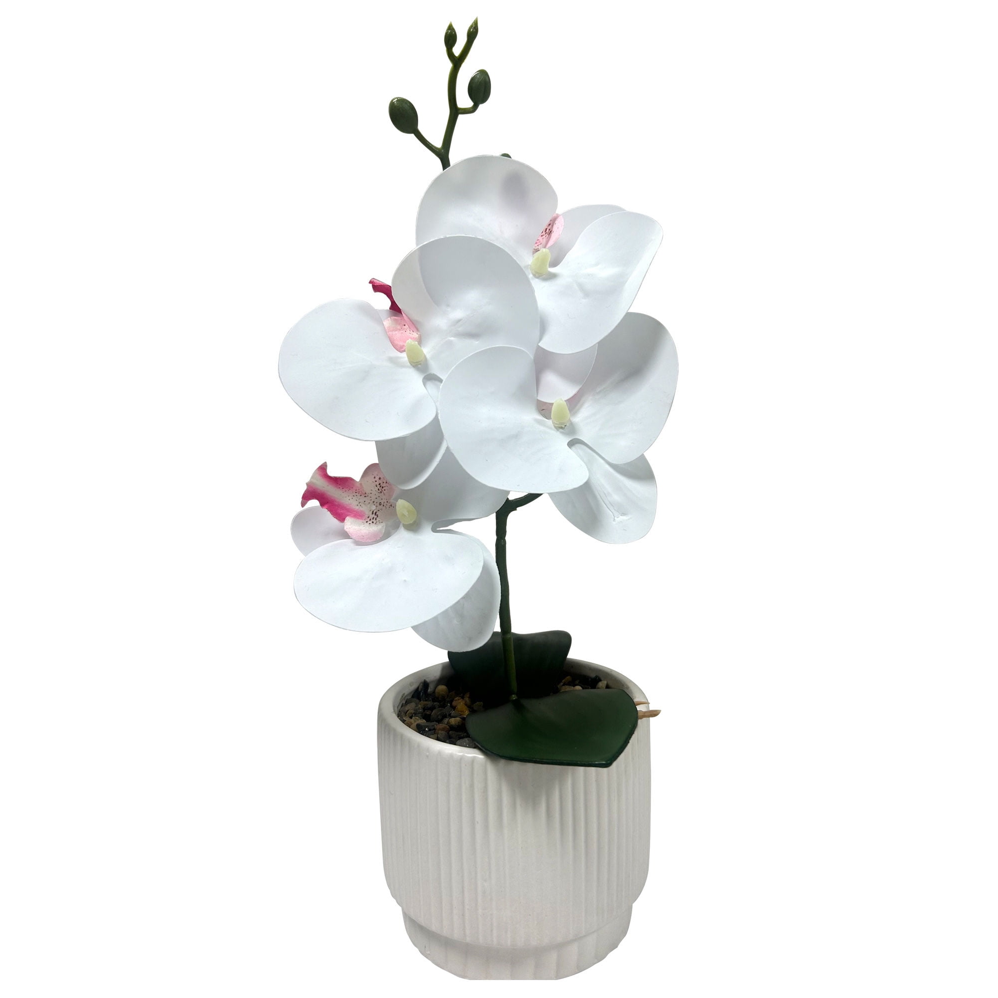 Orquidea pequena