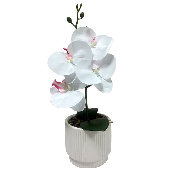 Orquidea pequena