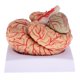 thumbnail image 3 of Nueva Herramienta De Ense?anza De Estudio De Anatomía Modelo De Cerebro Humano Anatómico Desmontado, 3 of 5