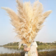 thumbnail image 3 of Ramo 10 Pampas Secas Varas Colas De Zorro Flor Seca Deco, 3 of 9