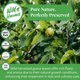 thumbnail image 5 of Akshit Hojas Secas de Guayaba 75 g – No OGM, 5 of 9