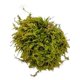 thumbnail image 5 of Terrario de musgo Tin Roof Treasure 15 cm × 23 cm, 5 of 9