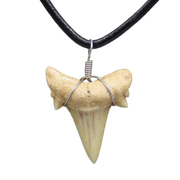 Collar FROG SAC con diente fósil natural de tiburón y cordón negro