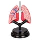 thumbnail image 5 of Modelo De Sistema Respiratorio Rompecabezas De Pulmón Humano Para Demostración Niños Hogar, 5 of 5