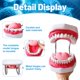 thumbnail image 3 of Modelo de Dientes Ceonam 24x13 cm 6X Agrandado con Lengua y Cepillo, 3 of 7