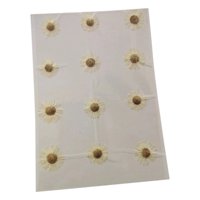 Magideal - 12 Flores Secas Prensadas Para Decoración Floral, Manualidades, Crisantemos, Flores Secas Reales Para Hacer Velas, Tarjetas De Felicitación Y Sobres. Blanco