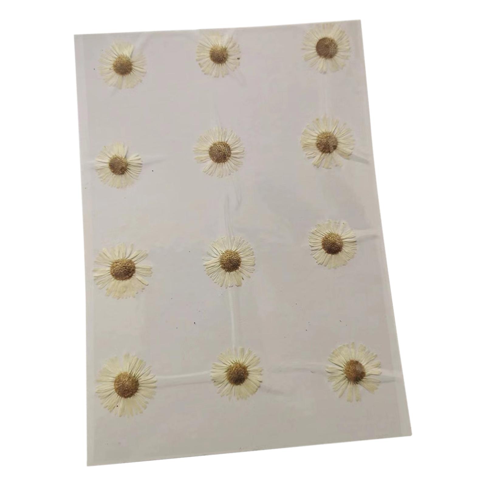 Magideal - 12 Flores Secas Prensadas Para Decoración Floral, Manualidades, Crisantemos, Flores Secas Reales Para Hacer Velas, Tarjetas De Felicitación Y Sobres. Blanco