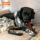 thumbnail image 2 of Juguete masticable Nylabone Textured Bone Power para perros grandes, 2 of 9