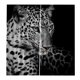 thumbnail image 3 of juego de 2 paneles de impresión digital de fotos blackout 3d cortinas leopardo de las nieves, 3 of 5