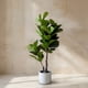 thumbnail image 1 of Ficus Lyrata 145cm Real Touch, 1 of 3