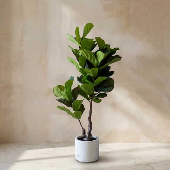 Ficus Lyrata 145cm Real Touch