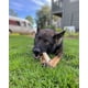 thumbnail image 4 of Juguete para perros Nylabone Power Chew texturizado Knuckle Bone XL, 4 of 9