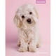 thumbnail image 2 of Cuaderno Universitario Animales Adorables 7mm 100 Hojas / Producto surtido, 1 Un, 2 of 12