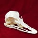 thumbnail image 2 of Taxidermia, calavera de animales reales, avestruz, gato, zorro, caimán, serpiente, 2 of 3