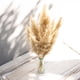 thumbnail image 1 of Planta Silvestre Cola de Zorro 5 Unidades, 1 of 3