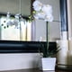 thumbnail image 1 of Orquídea blanca 51 cm en macetero, 1 of 2