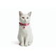 thumbnail image 3 of Collar Para Gato Gatita Anti Ahorque Con Lazo, 3 of 3