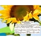 thumbnail image 3 of Loción de protección solar Babo Botanicals Sheer Mineral SPF 50 118 ml, 3 of 3