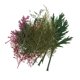 thumbnail image 4 of Flores secas naturales prensadas hojas arte arte 24pcs, 4 of 5