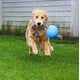 thumbnail image 2 of Juguete para perros Jolly Pets Romp-n-Roll con cuerda y pelota, arándanos, 2 of 6