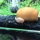 thumbnail image 5 of Huevos de triops Red Longicaudatus GREEN WATER FARM, 200 unidades, 5 of 8