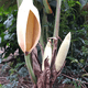 thumbnail image 2 of Fibra de coco, 2 of 2