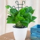 thumbnail image 2 of Trepador para plantas apilable UWIOFF de 26 cm, paquete de 4, 2 of 7
