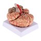 thumbnail image 4 of Nueva Herramienta De Ense?anza De Estudio De Anatomía Modelo De Cerebro Humano Anatómico Desmontado, 4 of 5