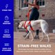 thumbnail image 3 of Correa Bungee para Perro 1,2 m Color Burdeos Resistente a Impactos – Dog Friendly Co, 3 of 8