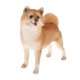 thumbnail image 1 of Simulación De Animales Modelo Figura Ni?os Juguete Educativo Decoración Amarillo Shiba Inu, 1 of 5