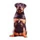 thumbnail image 4 of Animales Perro Patrón Felpa Cojín Cojín Lavable Estilo D, 4 of 5