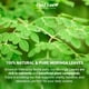 thumbnail image 2 of Té de Moringa LeafLea 40 Bolsitas Sin Cafeína, 2 of 9