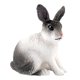 thumbnail image 3 of Figura De Conejo Realista Zoológico Modelo De Animales De Granja Juguetes De Ense?anza Decoración De Mesa En Cuclillas Blanco Y Negro, 3 of 5