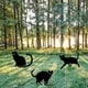 thumbnail image 4 of 3pcs, Scary Halloween Yard Signs - Black Cat and Witch Decorations for Garden and Lawn - Outdoor Decorations for Spooky Fun, 4 of 4