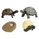 thumbnail image 4 of Juguete de Tortuga de Ciclo de Vida, Modelo de Biología Educativa para Niños de 3 a 6 años, Accesorios de Enseñanza Realistas, Figuras de Animales, Ki, 4 of 5