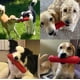 thumbnail image 2 of Cepillo de dientes resistente Dog Squeaky Toy Petizer para masticadores agresivos, 2 of 8