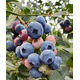 thumbnail image 2 of Balincer Blueberry Concentrado Arandanos Resveratrol 500mg, 2 of 5