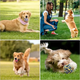 thumbnail image 3 of "Juguetes Para Mascota Belug 22 Mordedera Para Perro Ansiosos azul ", 3 of 5
