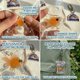 thumbnail image 4 of Juguete Antiestrés SHILIFE Pez Kawaii Sensorial, 4 of 8