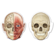 thumbnail image 3 of Cuerpo humano magnético doble faz, 3 of 3