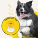 thumbnail image 4 of Collar de entrenamiento Dogtra IQ Plus para perros de 4,5 kg y más, 4 of 6