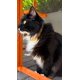 thumbnail image 5 of Collar para Gato ALZOO Antipulgas y Garrapatas 4 Meses Impermeable, 5 of 9