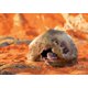 thumbnail image 2 of Cueva para Gecos Exo Terra Mediana – Refugio para Reptiles y Anfibios, 2 of 2