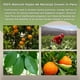 thumbnail image 5 of Té de Hoja Suelta de Naranja Hanan 40g Hierba Natural Perú, 5 of 8